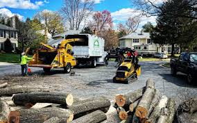 How Our Tree Care Process Works  in  Ellport, PA
